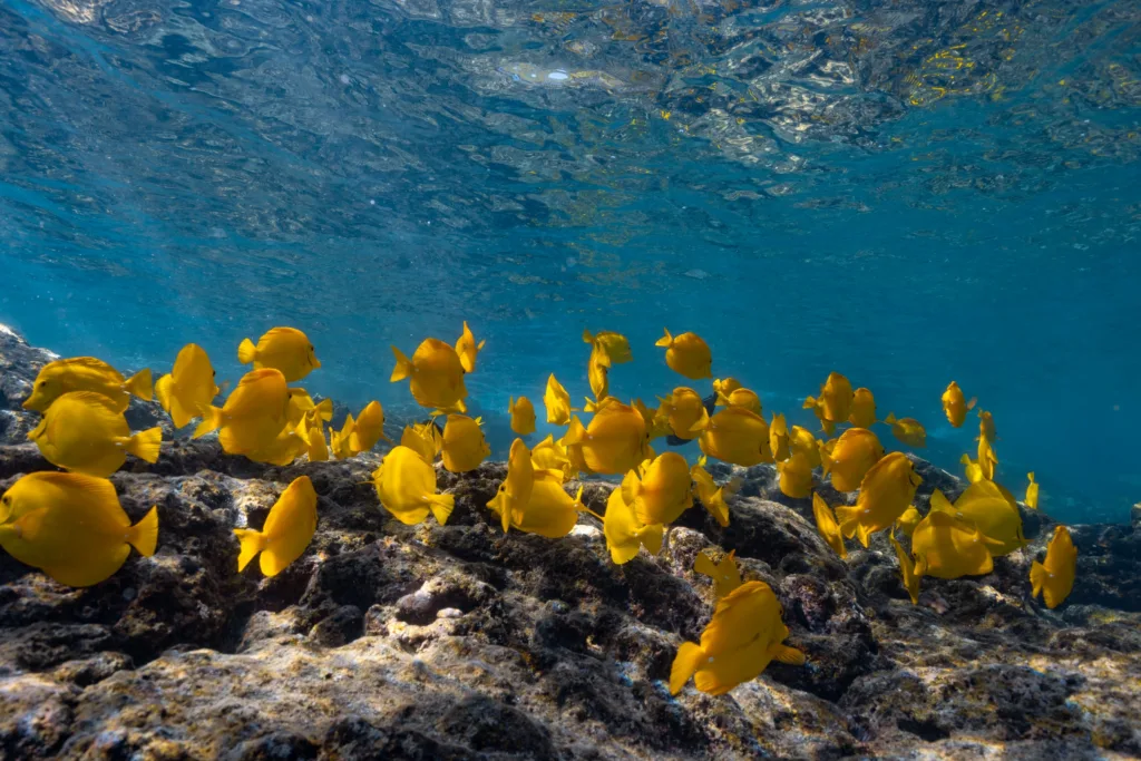 Private snorkeling tour in Kealakekua Bay with dolphins nearby