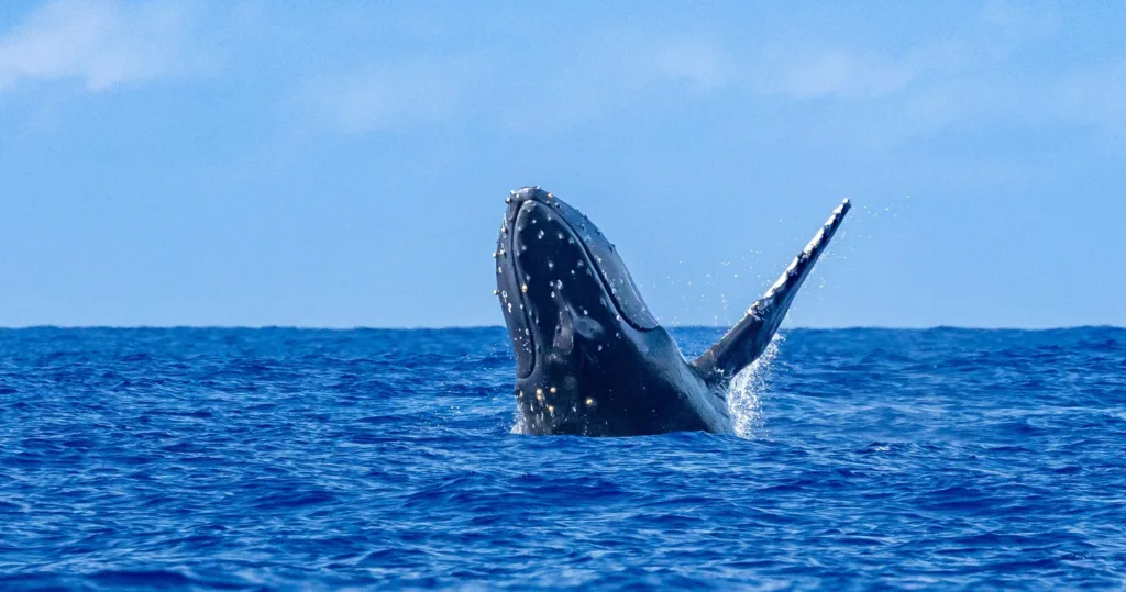 Whales visible near Waikiki coastline during watch