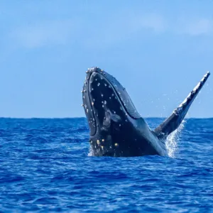 Whales visible near Waikiki coastline during watch