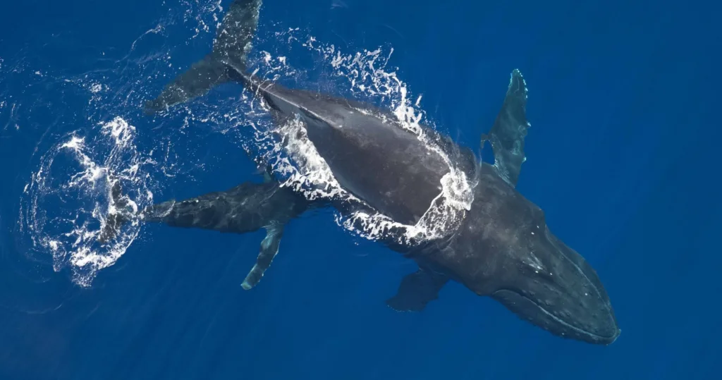 Private boat cruising calm sea during whale watching tour