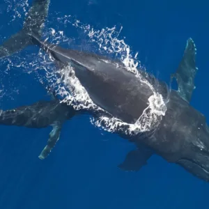Private boat cruising calm sea during whale watching tour