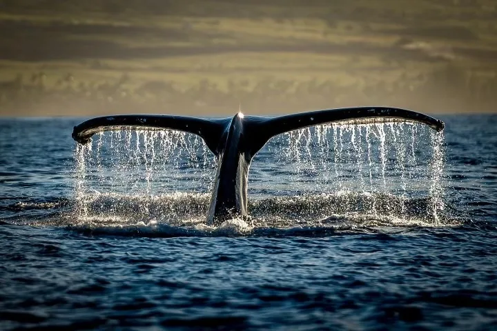 Photographer capturing whales breaching during private tour