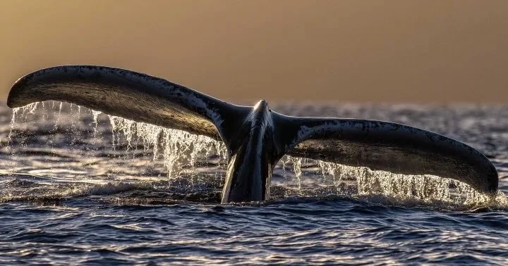 Whale breaching near snorkeling expedition boat in ocean