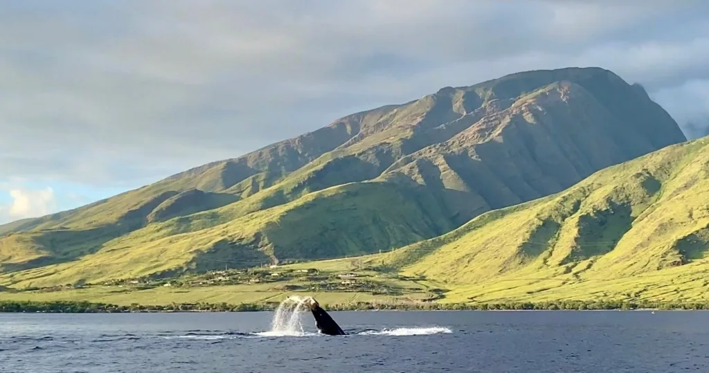 Private whale watching and snorkeling charter in Maui