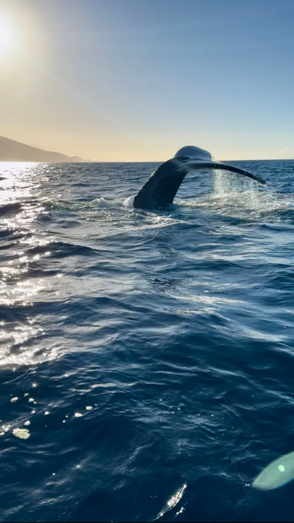Early morning whale watching tour at sunrise