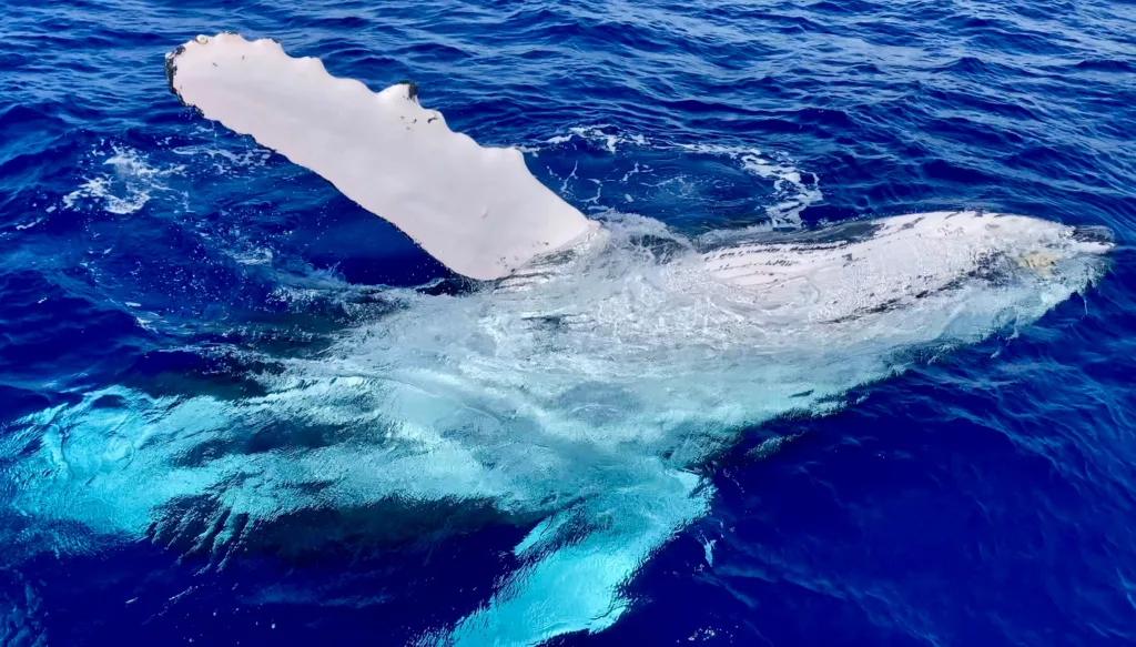 Whale breaching during prime time whale watching tour