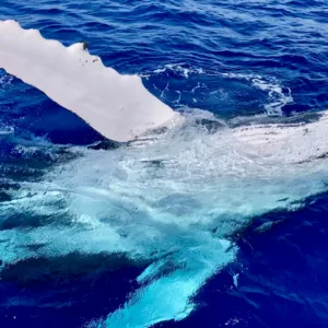 Whale breaching during prime time whale watching tour