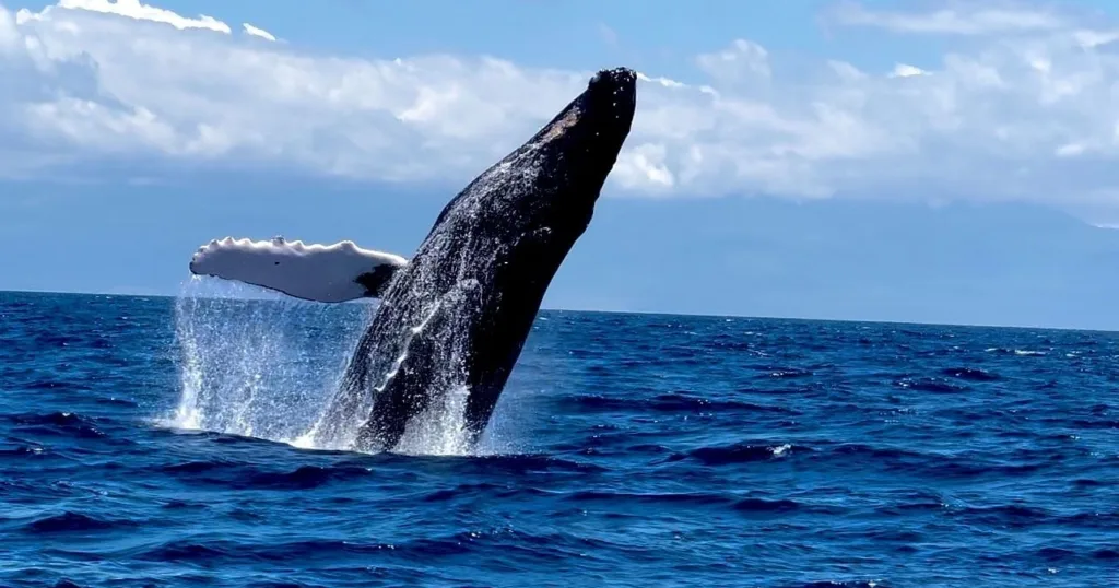 Midday whale watching tour with stunning ocean views