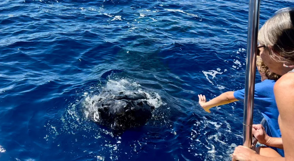 Afternoon whale watching tour with expert guidance