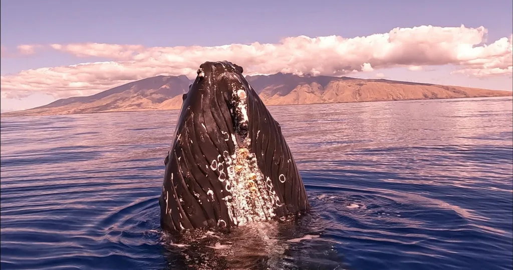 Sunset whale watching tour with breathtaking views