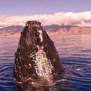 Sunset whale watching tour with breathtaking views
