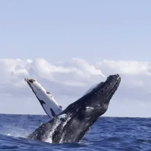 Boat approaching humpback whales off Waikiki shore