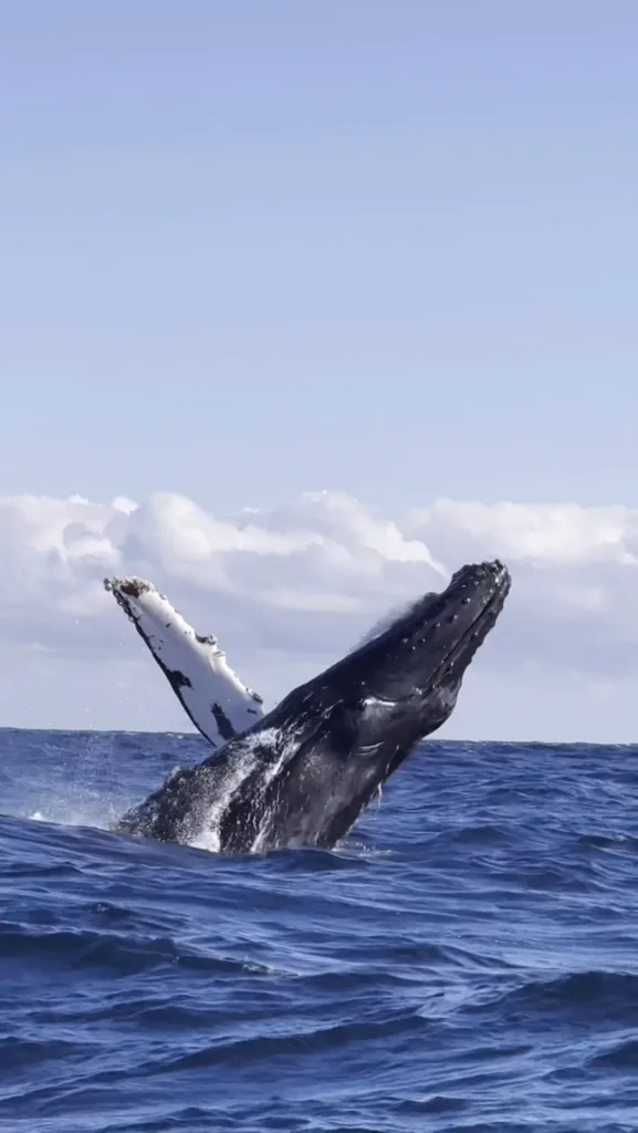 Boat approaching humpback whales off Waikiki shore