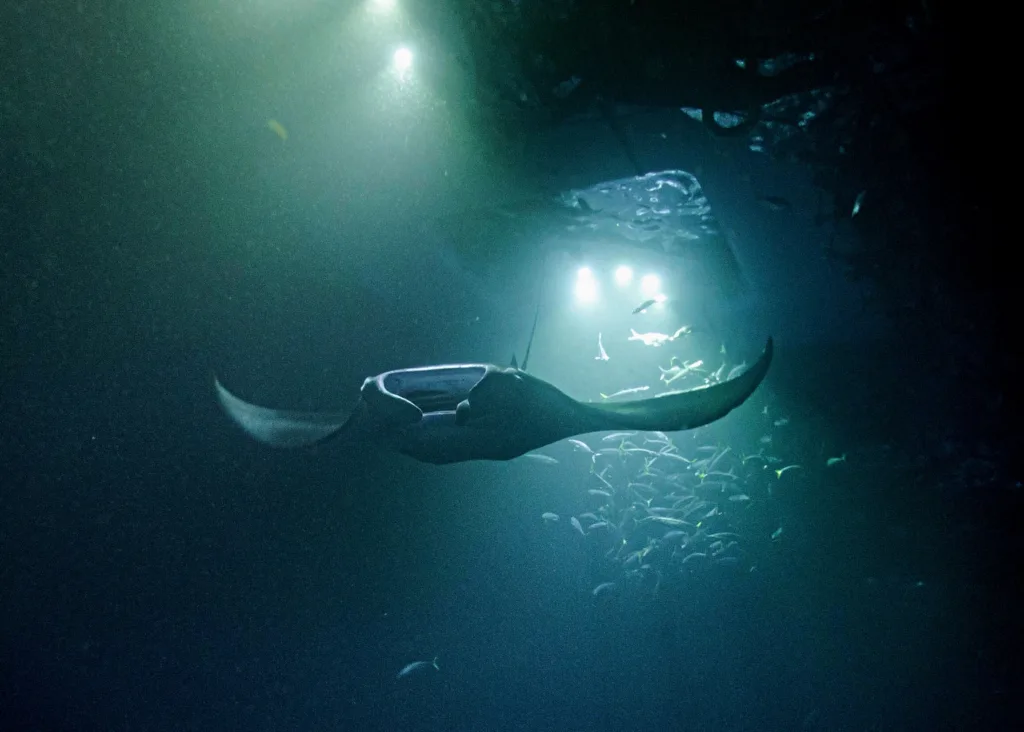 Snorkelers swimming near manta rays under night-lit ocean water