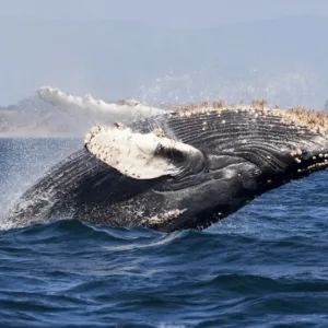 Winter whale watching tour in cool ocean conditions