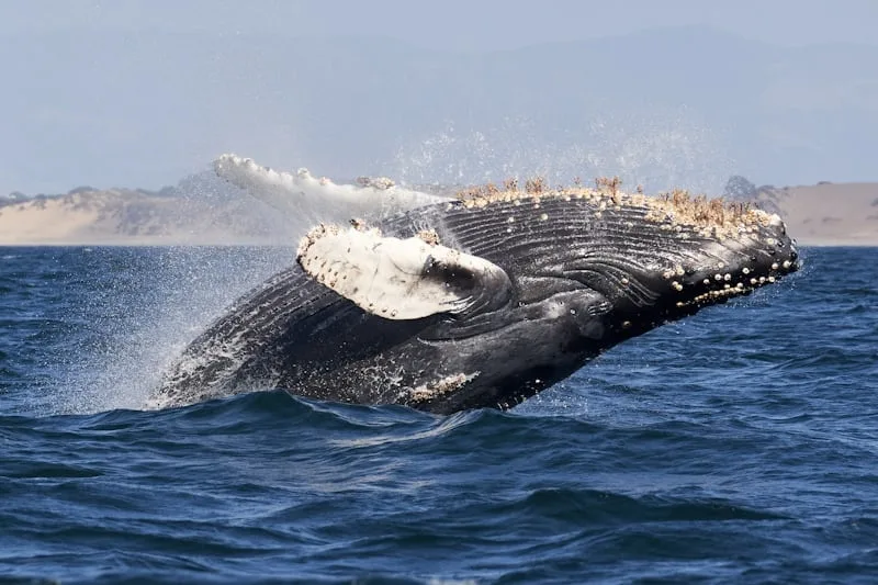 Winter whale watching tour in cool ocean conditions