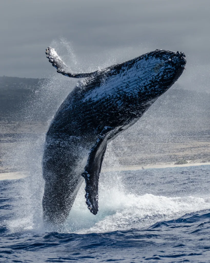 Whale breaching during whale watch and manta ray snorkel