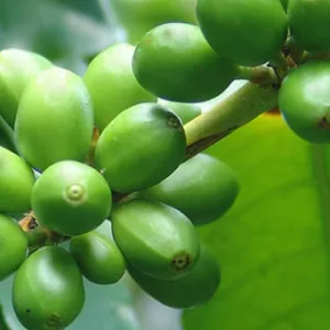 Tourists exploring coffee plants at Hula Daddy plantation