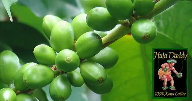 Tourists exploring coffee plants at Hula Daddy plantation