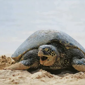 Scenic drive around Oahu island with local guide