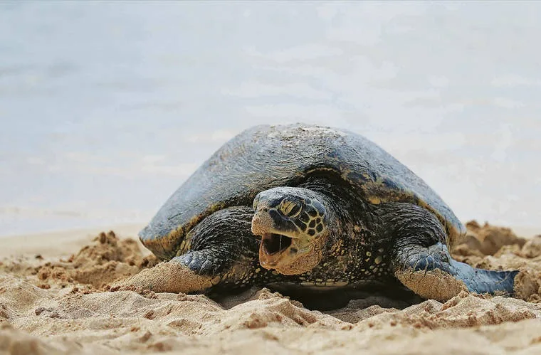 Scenic drive around Oahu island with local guide