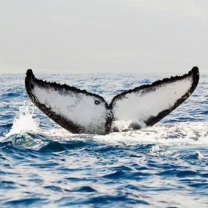 Tourists watching whales breach near ocean surface