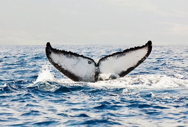 Tourists watching whales breach near ocean surface