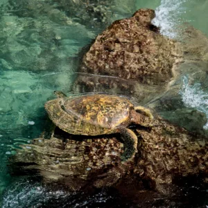 Turtle tracks imprinted on sandy beach shore