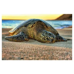 Turtle watching tour combined with beginner surf lessons