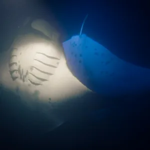 Scuba diver exploring manta rays at night in Hawaiian waters