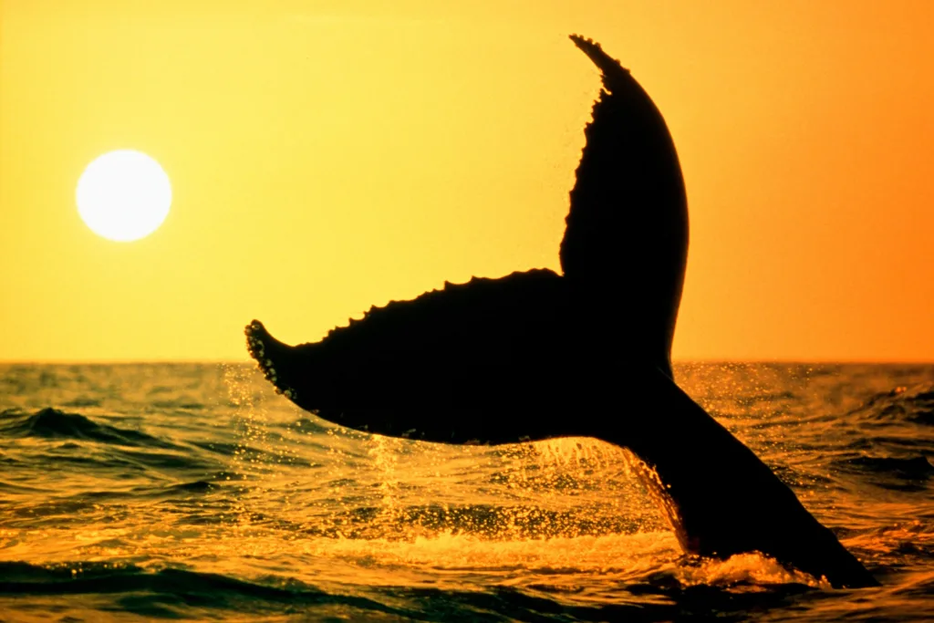 Sunset cruise watching whales in natural habitat