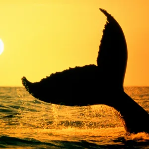 Sunset cruise watching whales in natural habitat