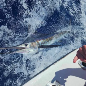 Fishing enthusiasts on 10 hour Cabo fishing escape adventure