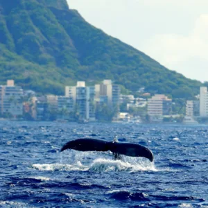 Large whale sighted during Waikiki Big Kahuna tour