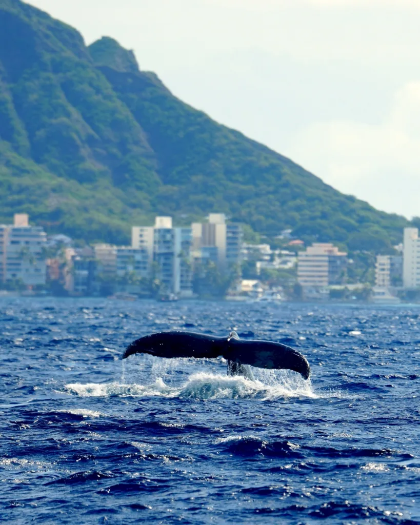 Large whale sighted during Waikiki Big Kahuna tour
