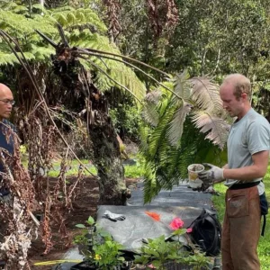 Visitors exploring lush Hawaii forest farms on tour