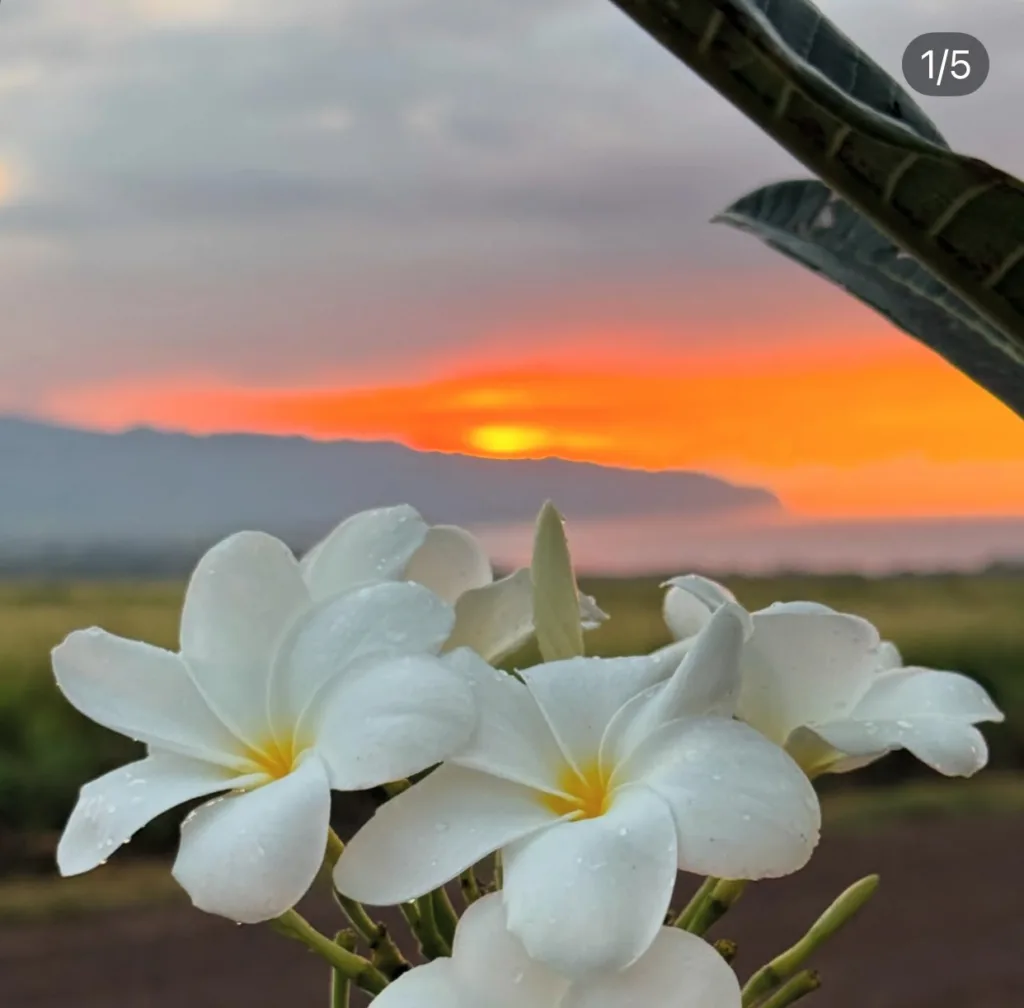 Hands crafting traditional Hawaiian flower lei at sunset