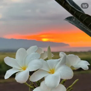 Hands crafting traditional Hawaiian flower lei at sunset