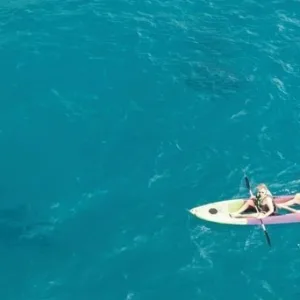 Kayaking on clear waters while watching dolphins
