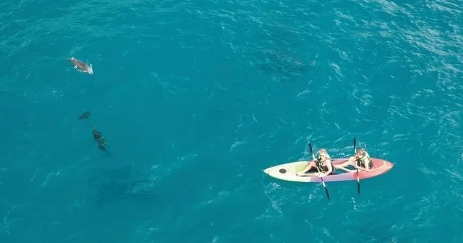 Kayaking on clear waters while watching dolphins