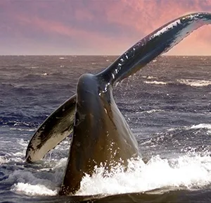 Sunset sail featuring whale tail sightings off Oahu coast