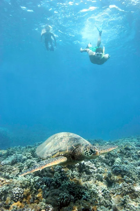 Private snorkel and beach package with clear waters