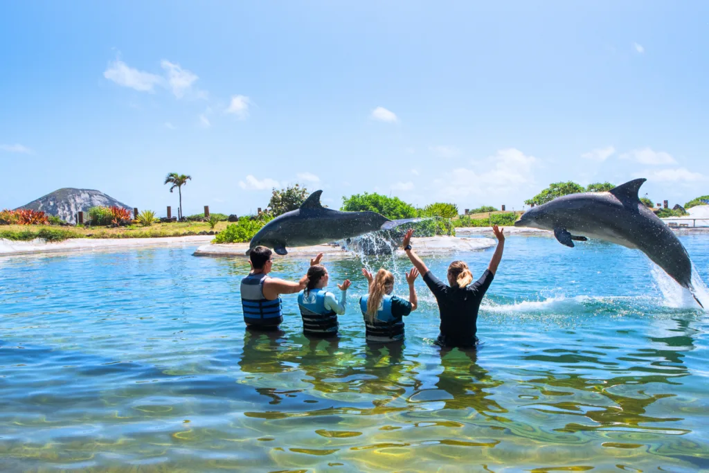 Close encounter with dolphins swimming near the boat