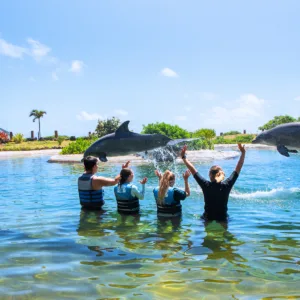 Close encounter with dolphins swimming near the boat