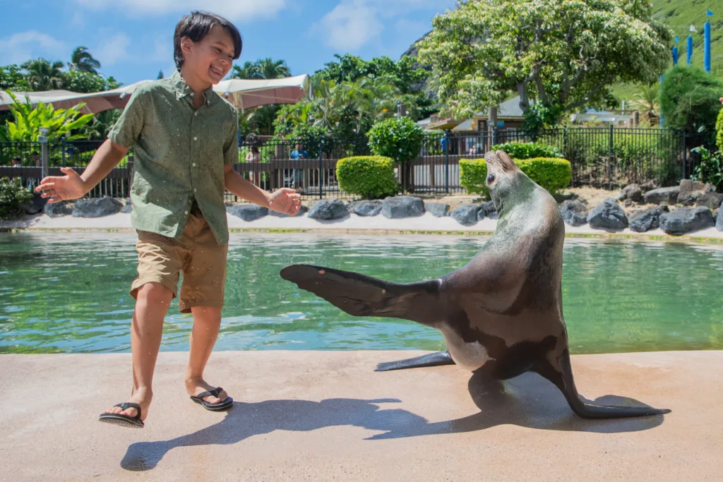 Close-up encounter with a sea lion in natural habitat
