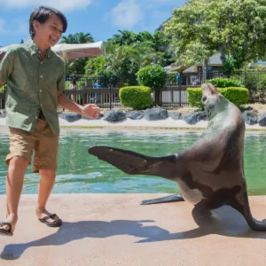 Close-up encounter with a sea lion in natural habitat
