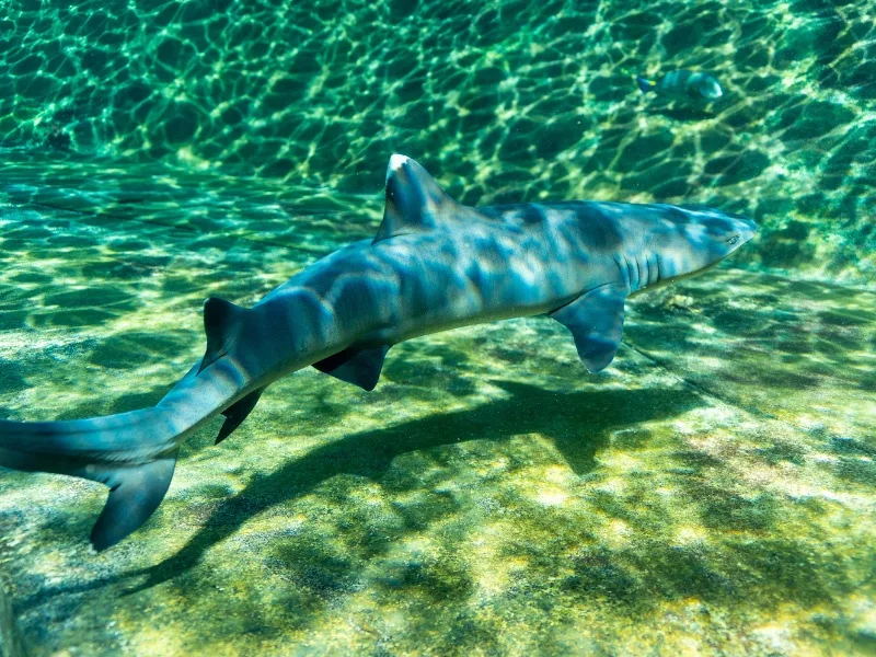 Snorkeler swimming near sharks in protected ocean area