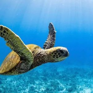 Beginner scuba diving experience in Kona’s clear waters