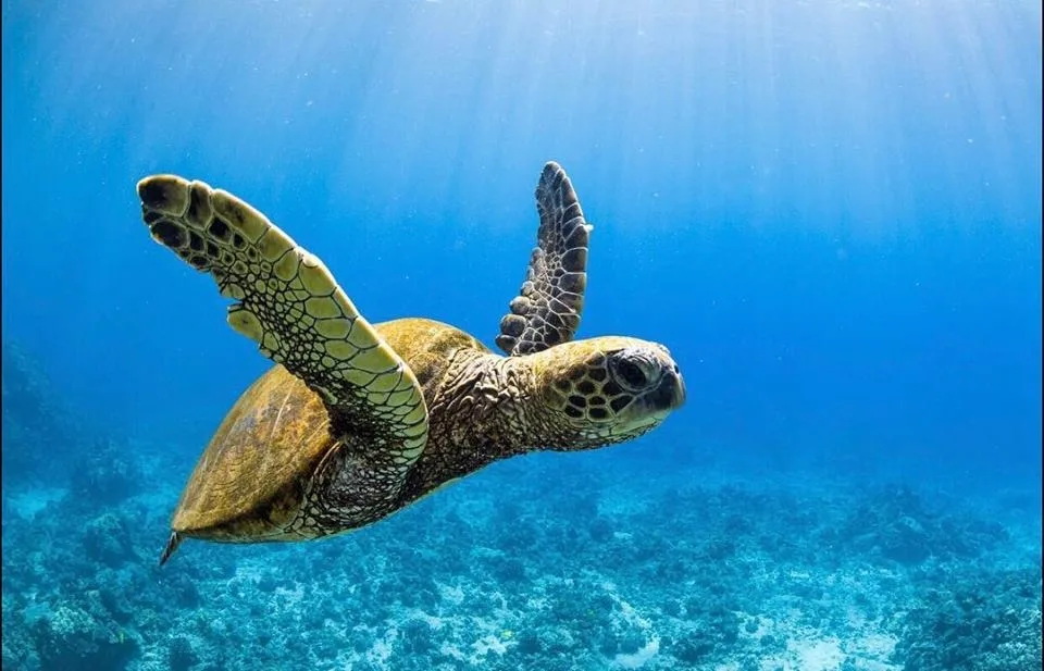 Beginner scuba diving experience in Kona’s clear waters