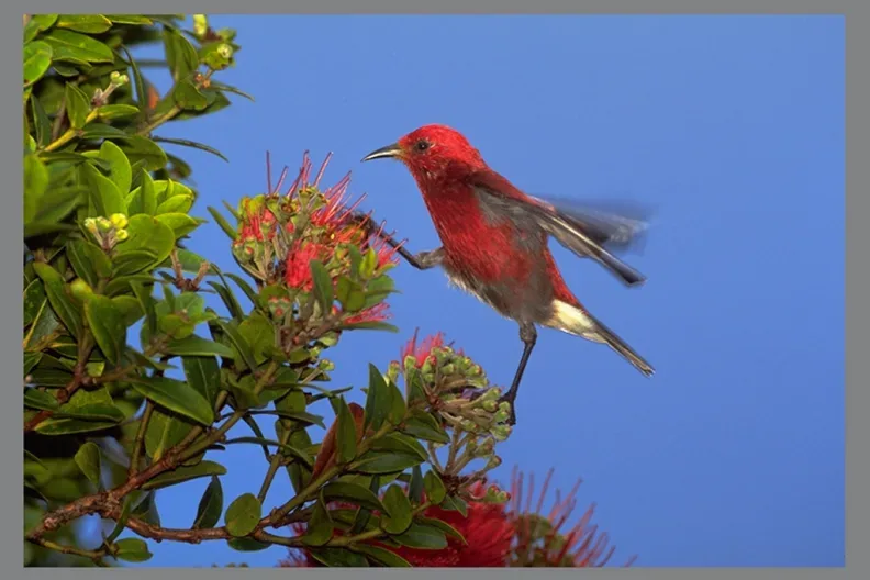 Private birdwatching tour at Hakalau Forest Reserve
